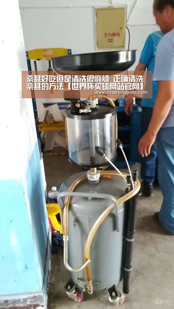 桑葚好吃但是清洗很麻烦 正确清洗桑葚的方法【世界杯买球网站官网】(图1) 世界杯投注